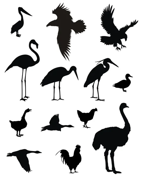 Ilustracja Wektorowa Różnych Sylwetki Ptaków — Wektor stockowy