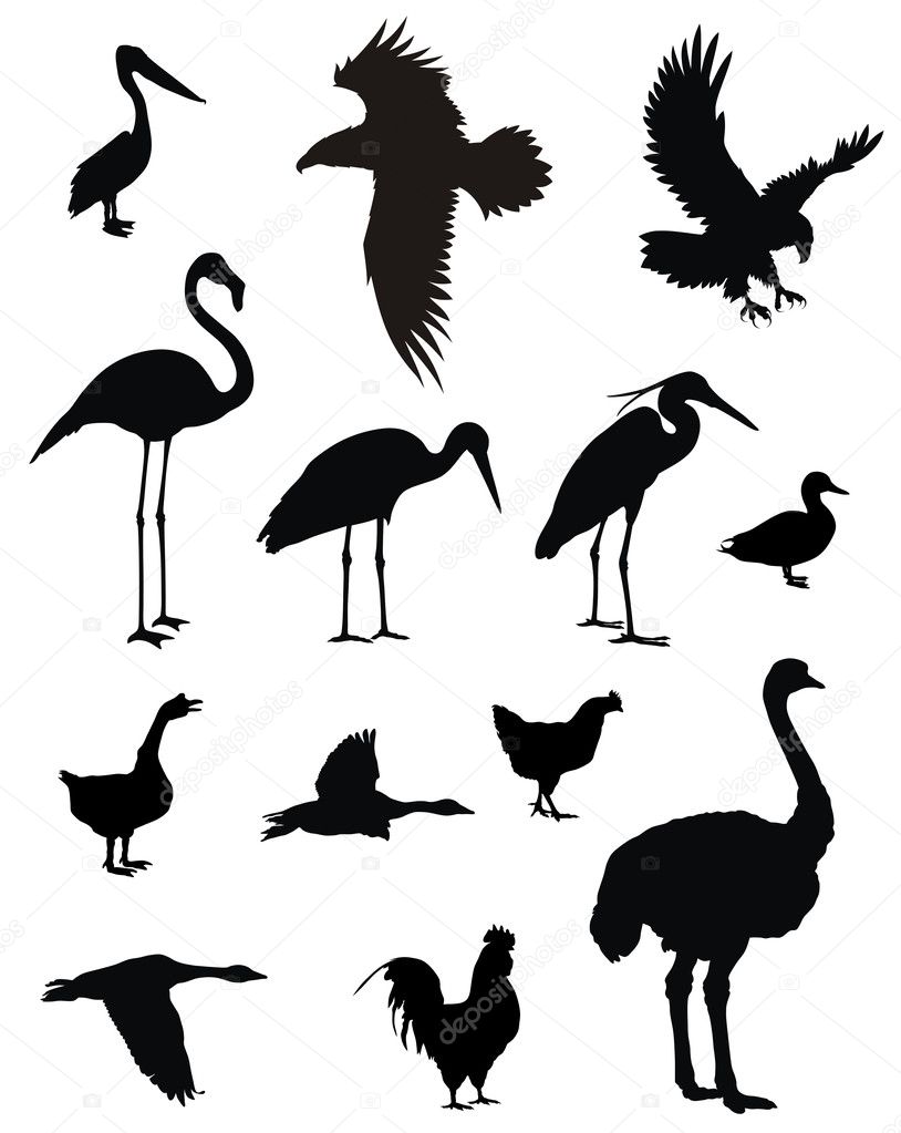 Vector illustration of various birds silhouettes