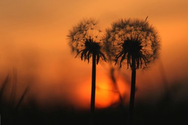 A couple of dandelions clipart