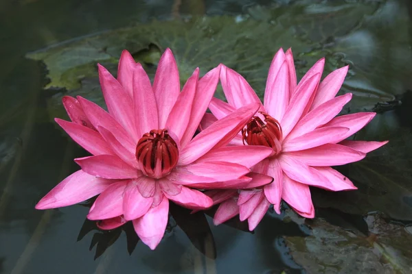 Lotuses in Thailand