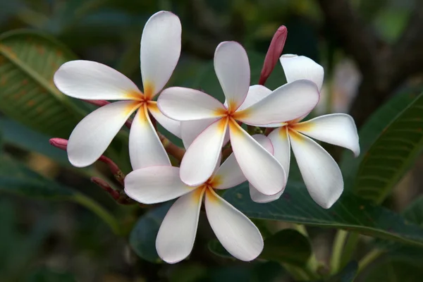 Bílá Magnolia Thajsku — Stock fotografie