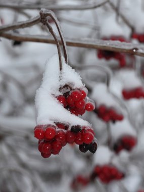 guelder-gül Moskova bölgesinde