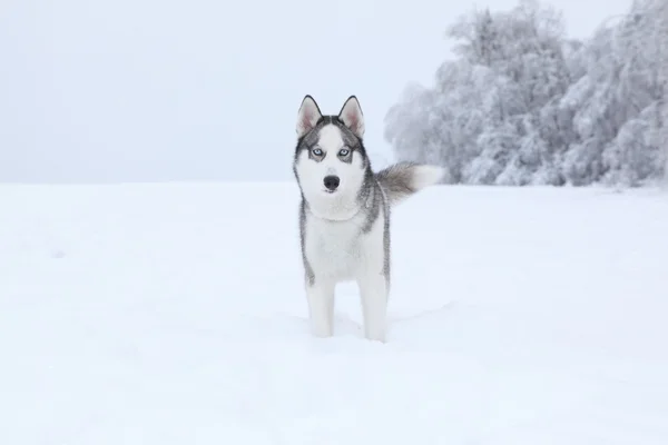 Husky w śniegu — Zdjęcie stockowe