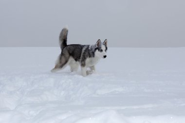 Kış husky