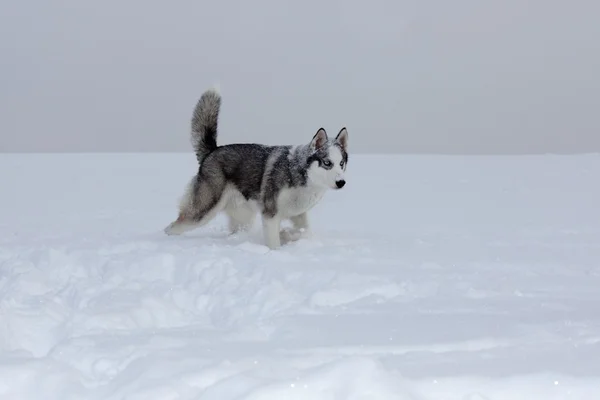Winter Husky — Stockfoto