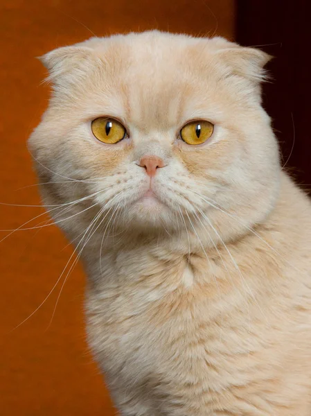 クリーム スコティッシュフォールド猫 — ストック写真