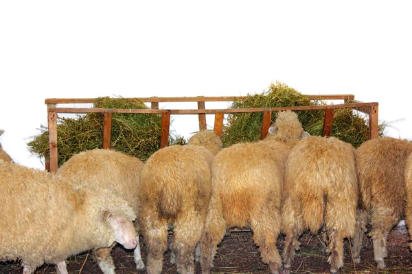 stock image Sheep