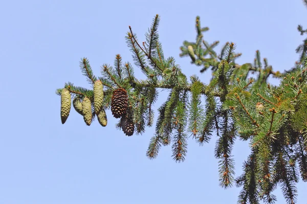 stock image Fur-trees