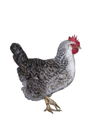 Hen clipart