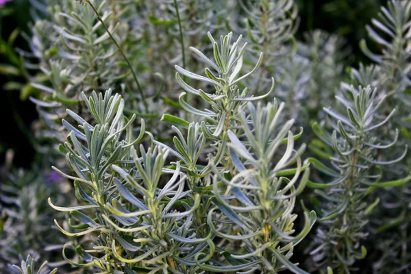 stock image Rosemary