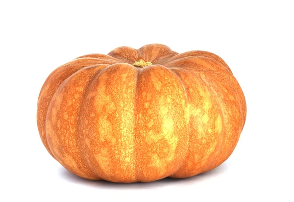 stock image Pumpkin