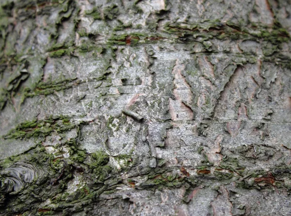 stock image Bark, trunk, plant