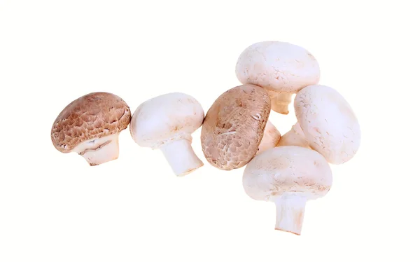 蘑菇；蘑菇 图库图片