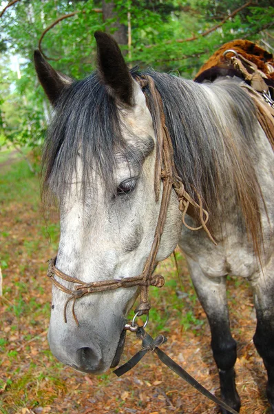 stock image Horse in the meadow