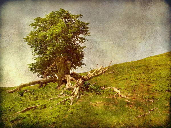 Envejecimiento árbol fotografía —  Fotos de Stock