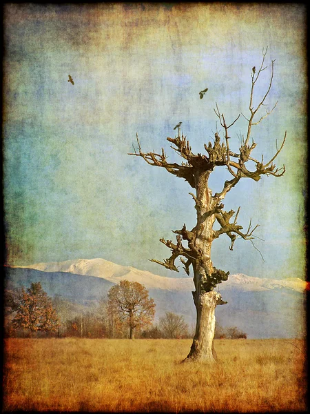 Envejecimiento árbol fotografía —  Fotos de Stock
