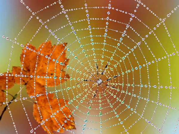 Teia de aranha, orvalho e folha enferrujada — Fotografia de Stock