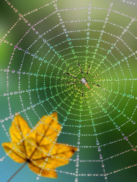 Teia de aranha, orvalho e folha enferrujada — Fotografia de Stock