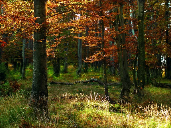 Autumn forest pastel — Stock Photo, Image