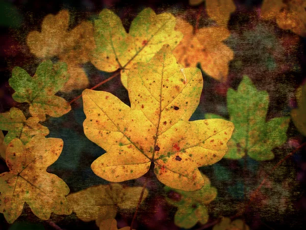 Rezavý podzimní listí — Stock fotografie