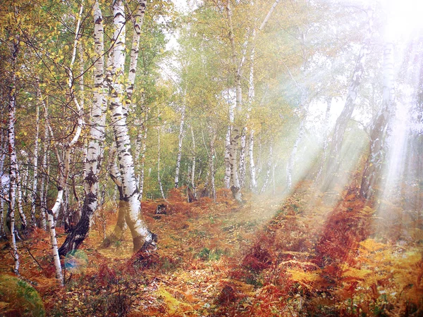 Pastel de bosque de otoño —  Fotos de Stock