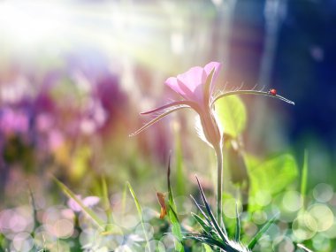 Güneş ışını altında vahşi mor çiçek