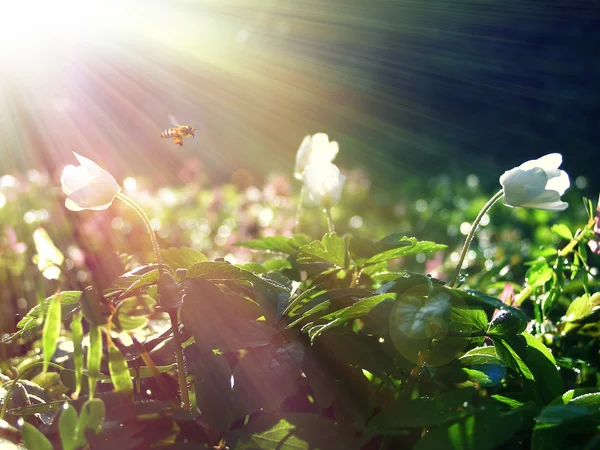 Anemoner blomma — Stockfoto