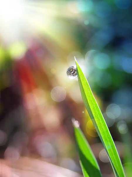 Orvalho na grama verde sob a luz solar da manhã — Fotografia de Stock