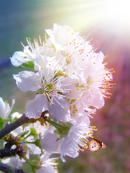 Vårblomster av hvit kirsebær – stockfoto