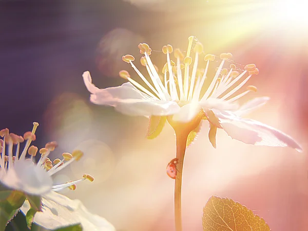 Bílá třešeň jarní květiny — Stock fotografie
