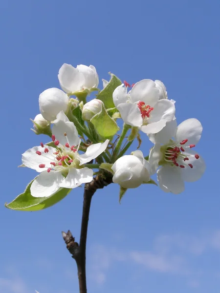 Белые вишневые цветы — стоковое фото