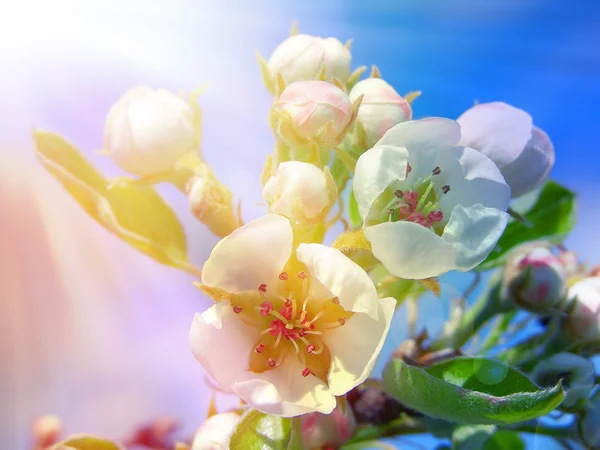 Weiße Kirsche Frühlingsblumen — Stockfoto