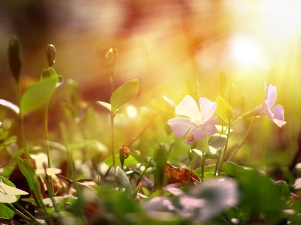 Vilda blomma under solen — Stockfoto