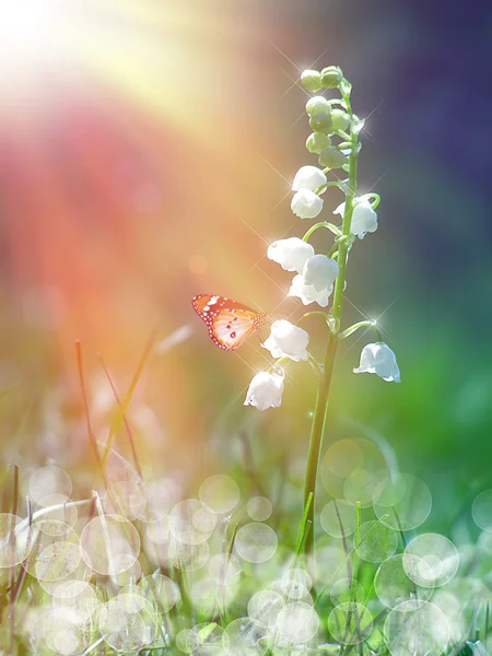 Liljekonvalj under solen — Stockfoto