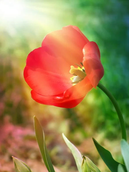 Czerwony tulipan w promieniach słońca — Zdjęcie stockowe