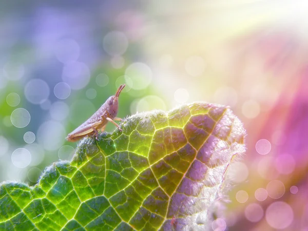 Gräshoppa under solen — Stockfoto
