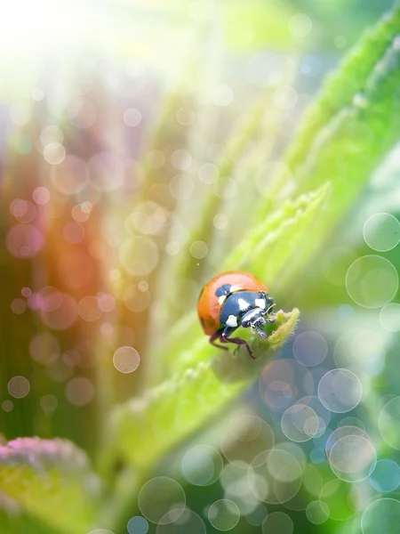 Ladybug under the sunshine — Stock Photo, Image