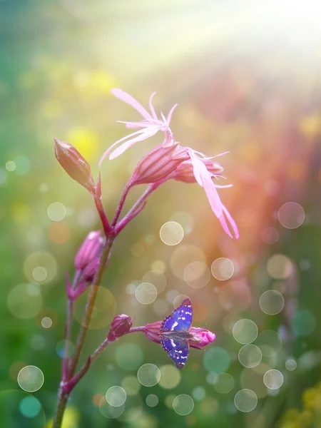 Wild roze bloem onder de zon — Stockfoto