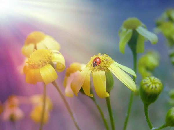 Gele kleine bloem onder de zon — Stockfoto