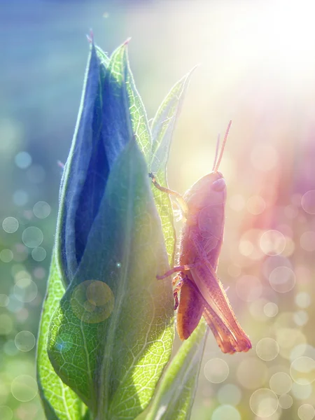 Grasshopper under the sunshine — Stock Photo, Image