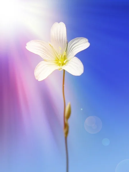सूर्यप्रकाश अंतर्गत पांढरा फूल — स्टॉक फोटो, इमेज