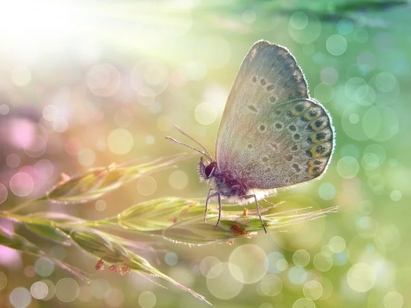 Butterfly onder de zon — Stockfoto