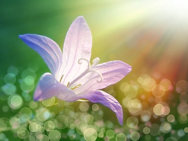 Paarse bell-bloem onder de zon — Stockfoto