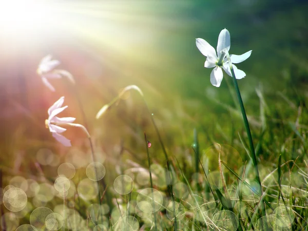 Нарцисс под солнцем — стоковое фото