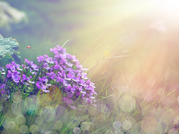 Flores púrpuras bajo el sol — Foto de Stock
