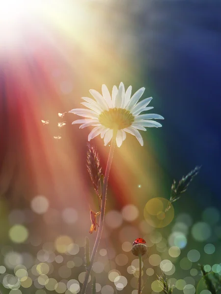 Gänseblümchen im Sonnenlicht — Stockfoto