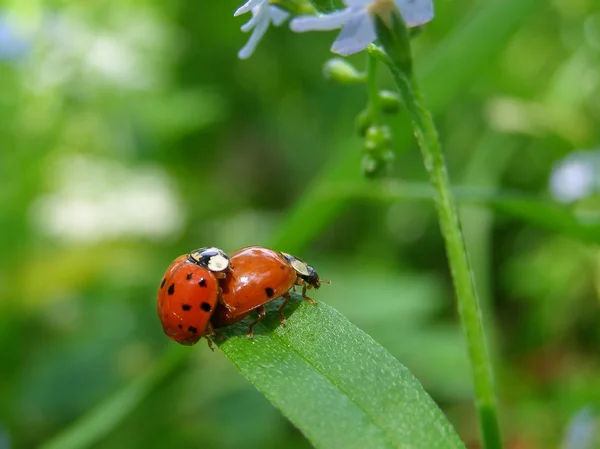 Ladybugs συνάντηση σε ένα φύλλο — Φωτογραφία Αρχείου