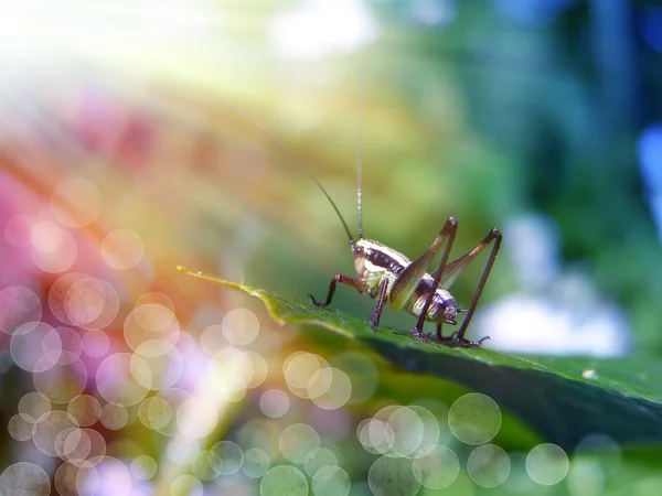 Daisy and grasshopper — Stock Photo, Image