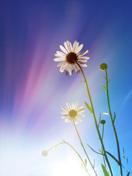 Gänseblümchen im Sonnenlicht — Stockfoto