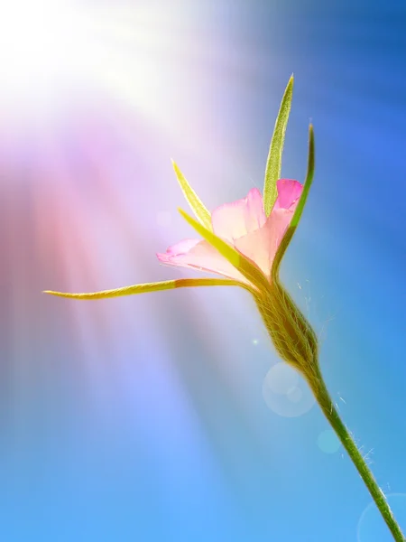Dziki kwiat pod promienie słońca — Zdjęcie stockowe